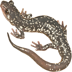  Woodland Salamanders